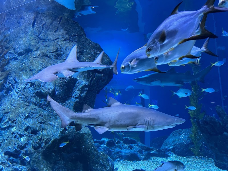 アクアリウム Siam Paragon