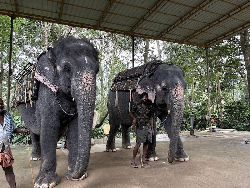 Aanapedia Elephant Park, Munnar - Elephant Ride, Bath, and Feeding