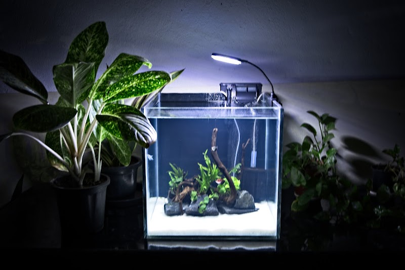 Aquarium Setup