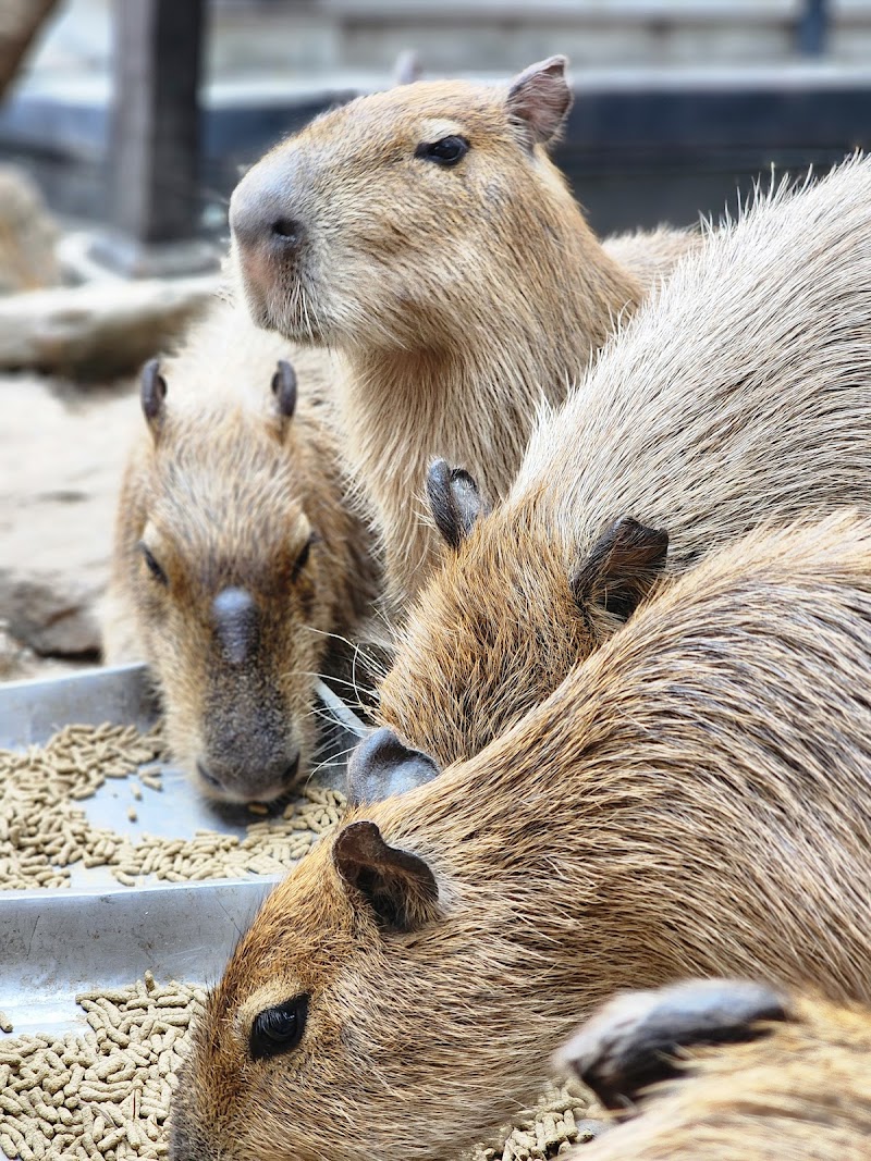 Bluegold coffee mini zoo