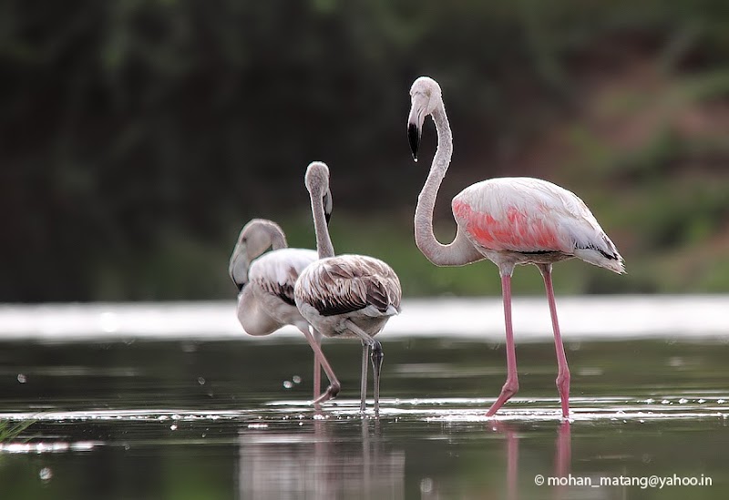 Flamingo Lake Dholavira
