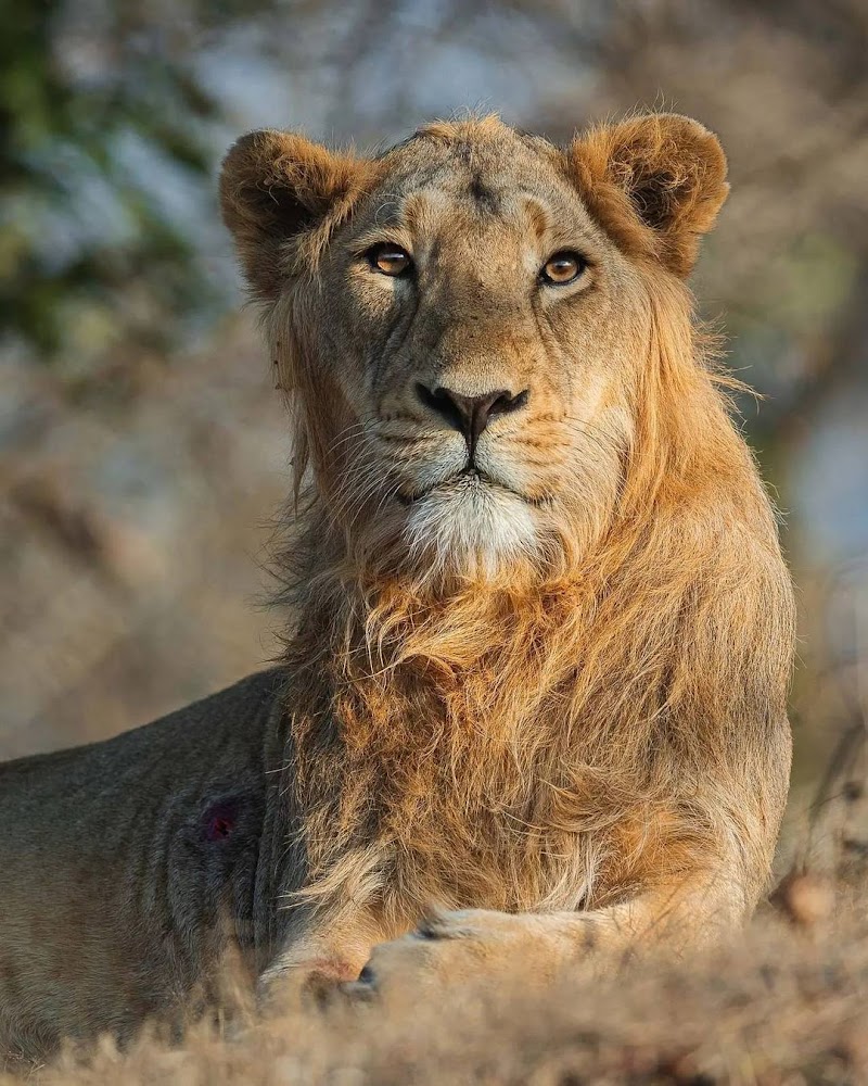 Gir National Park