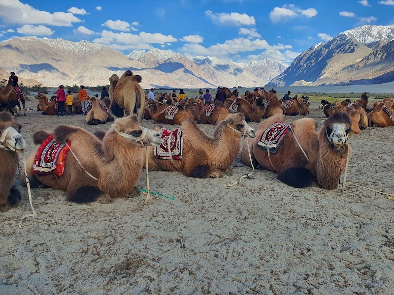 Hunder sand dunes double hump camel ride