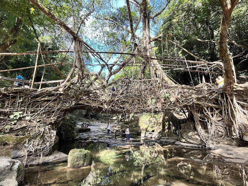 Living root bridge
