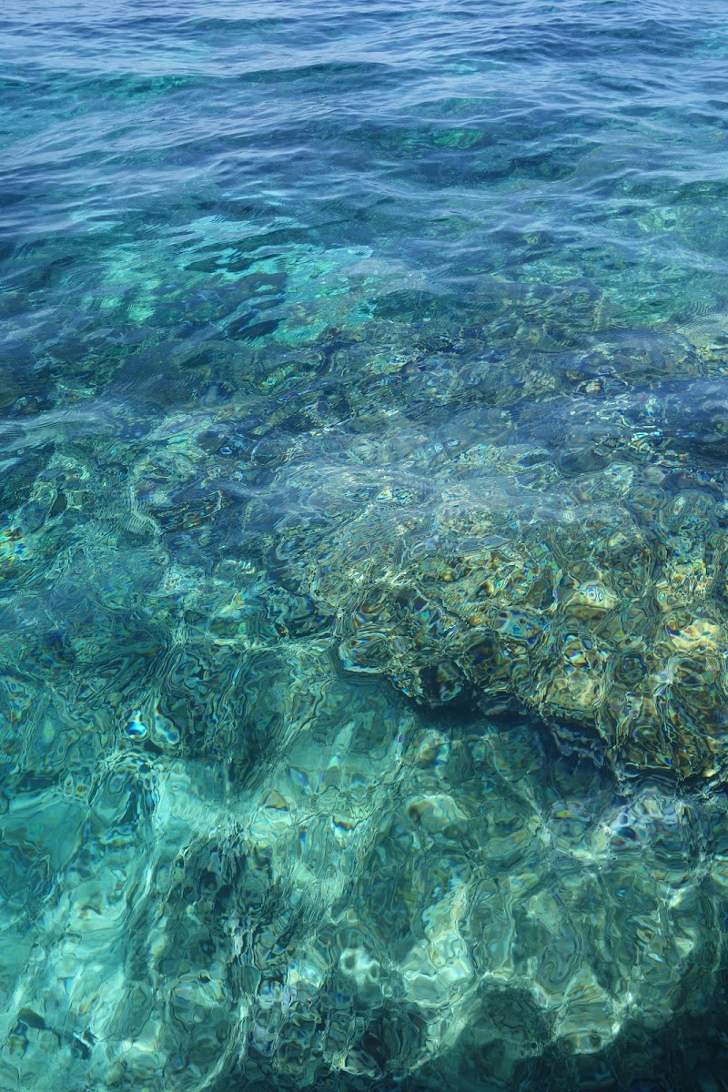 Mangrove Reef Coral Restoration Site