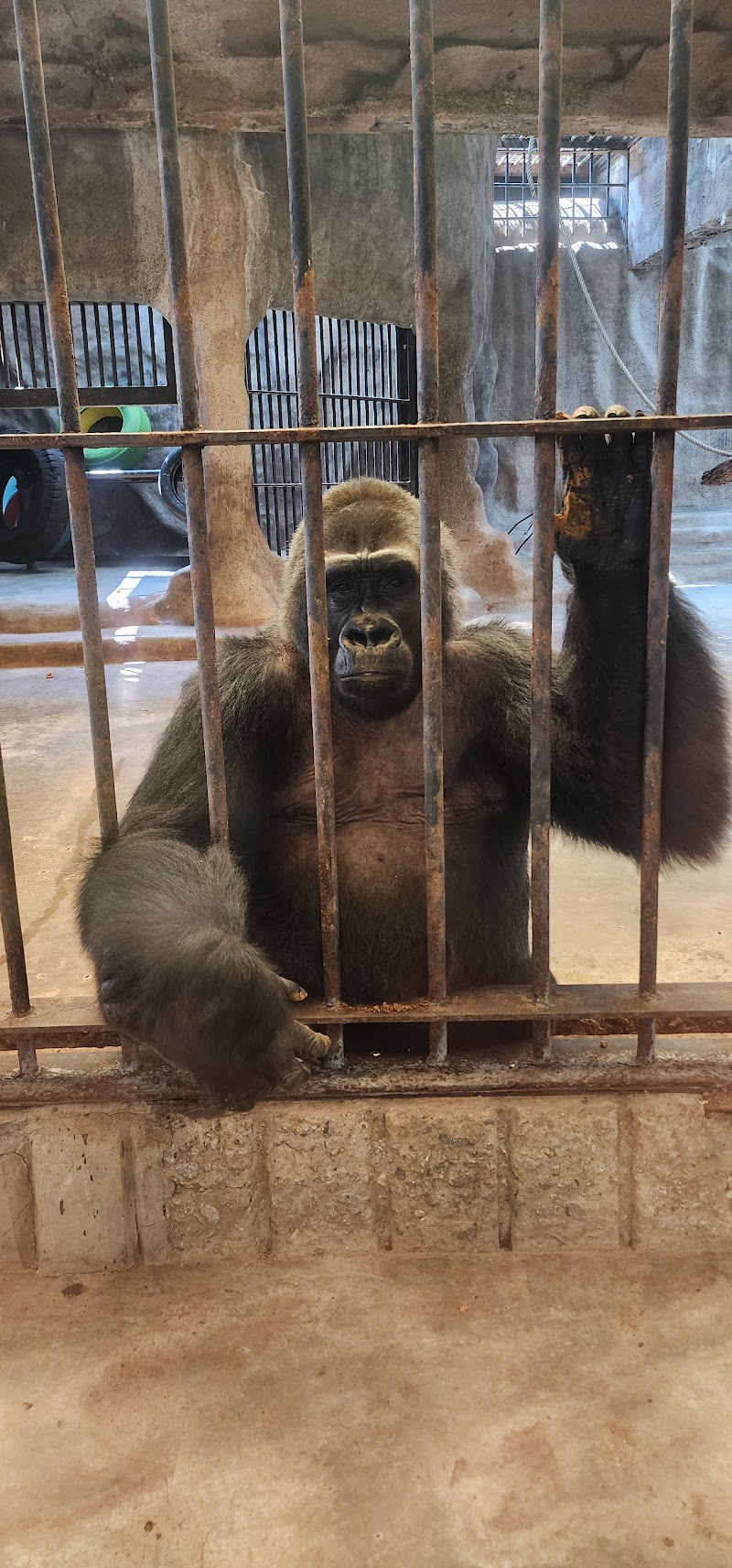 Pata Zoo Company Limited