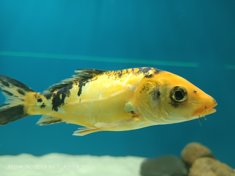 Purva Aquarium & pets