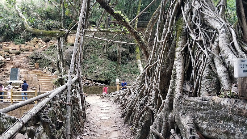 Riwai Living-root Bridge