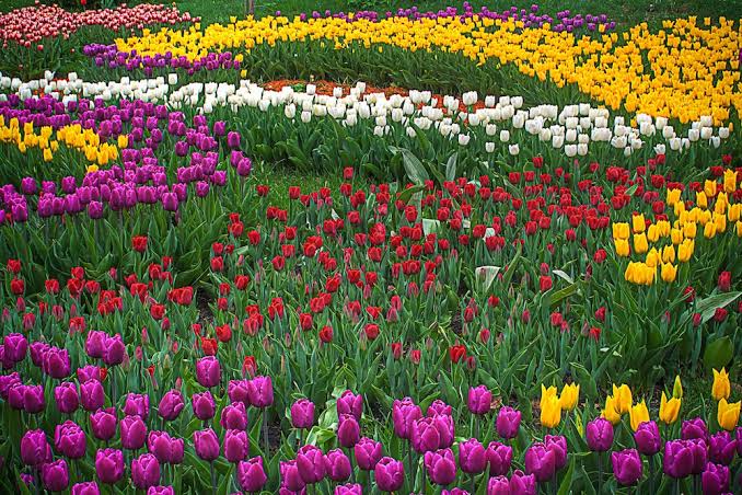 Tulip Garden Srinagar