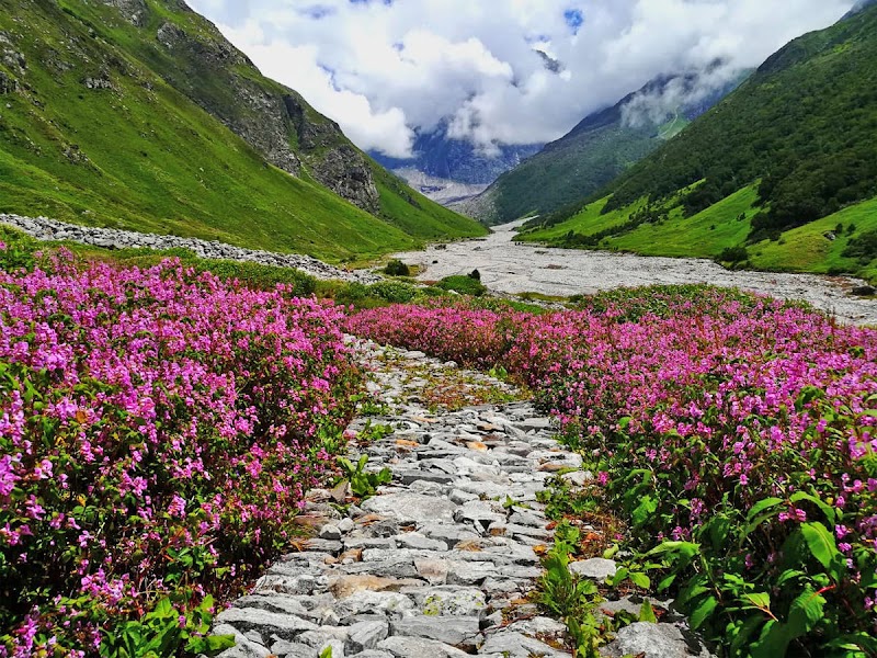 Valley of Flowers National Park